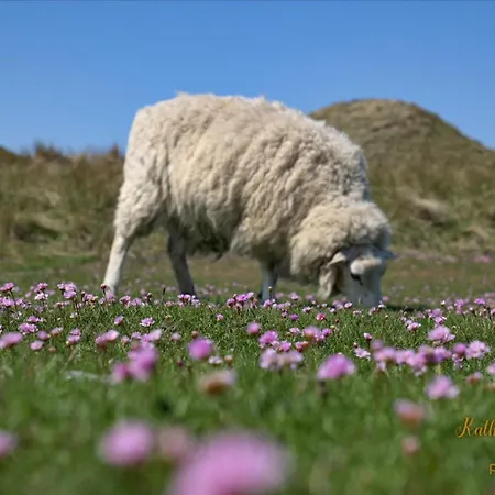 Im Haus Nordland Nordland, App118 Hund Appartement *